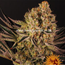 Barney's farm DOS SI DOS 33 from One stop seeds united kingdom
