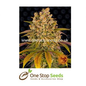 Barney's farm LEMON TREE from One stop seeds united kingdom