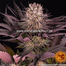 MIMOSA X ORANGE PUNCH from One stop seeds united kingdom