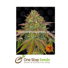 Barney's farm Wedding Cake from One stop seeds united kingdom