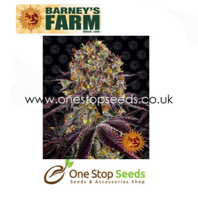 Barney's farm RUNTZ X LAYER CAKE from One stop seeds united kingdom