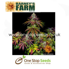 Mimosa Evo from One stop seeds united kingdom